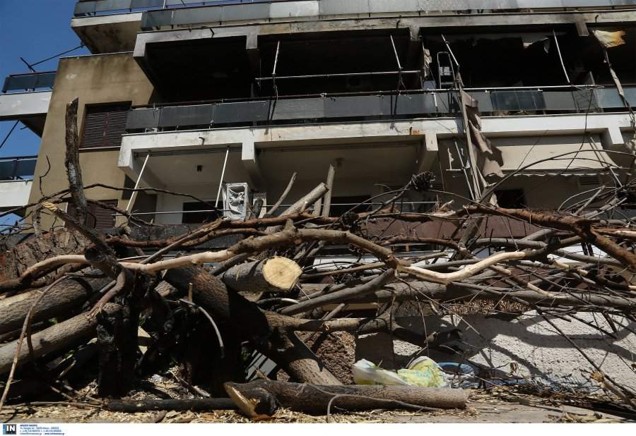 Τέλος η άδεια του Δασαρχείου για κλάδεμα δέντρων εντός οικοπέδων
